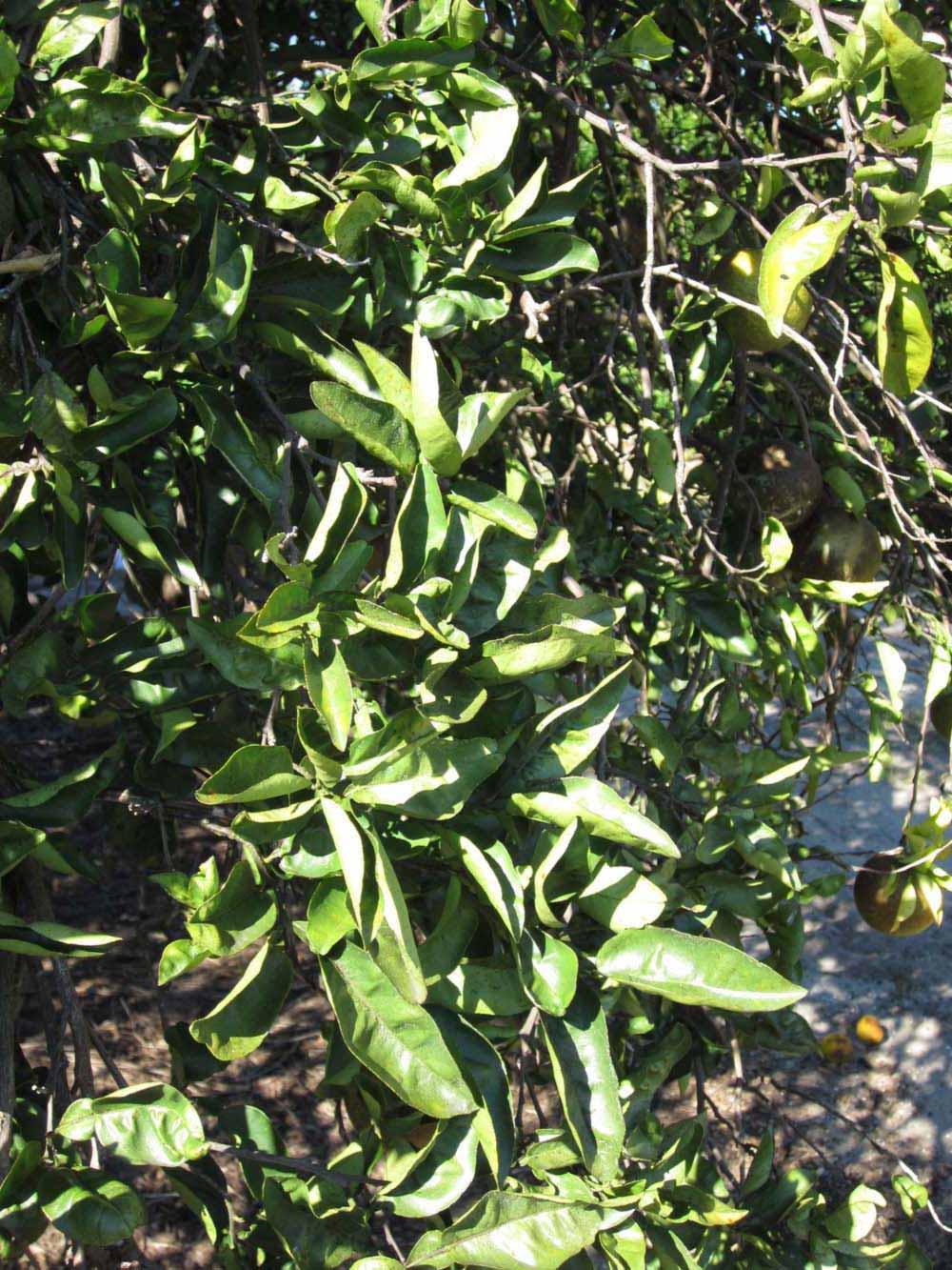              Sun leaves (Winter Haven, FL)       